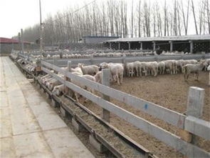 福建寧德旺青有機(jī)肥 高品質(zhì)羊糞肥批發(fā)，助力綠色農(nóng)業(yè)可持續(xù)發(fā)展
